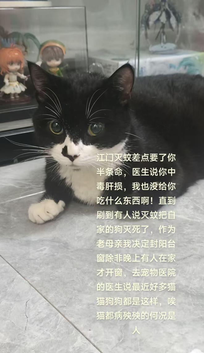 江门灭蚊烟雾释放过多居民质疑有毒宠物跟着遭殃